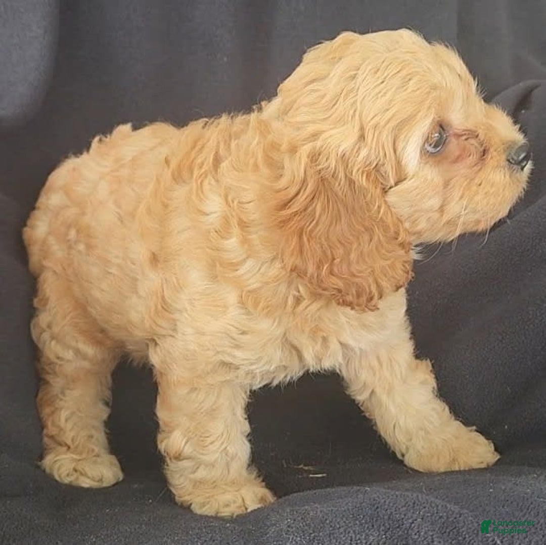 Cockapoo dogs for sale: Brooke - Image 6