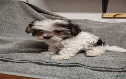Morkie dogs for sale: Tiny Tim - Image 4