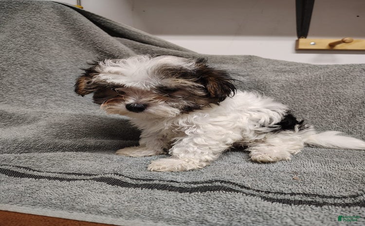 Morkie dogs for sale - Ad 2