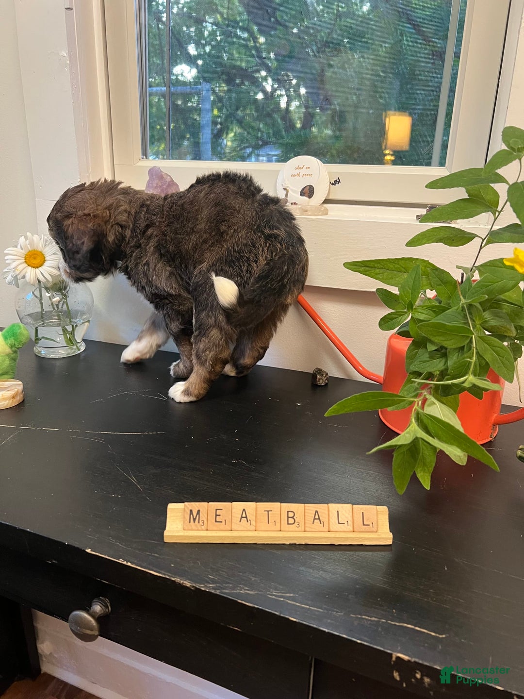 Bernedoodle dogs for sale: Meatball - Image 11