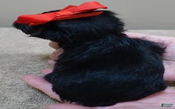 Yorkshire Terrier dogs for sale: Kai - Image 20