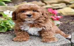 Miniature Poodle dogs for sale: Lucky - Image 3