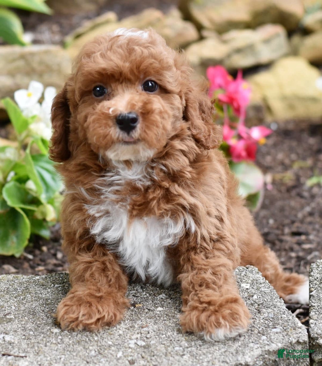 Miniature Poodle dogs for sale: Lucky - Image 3