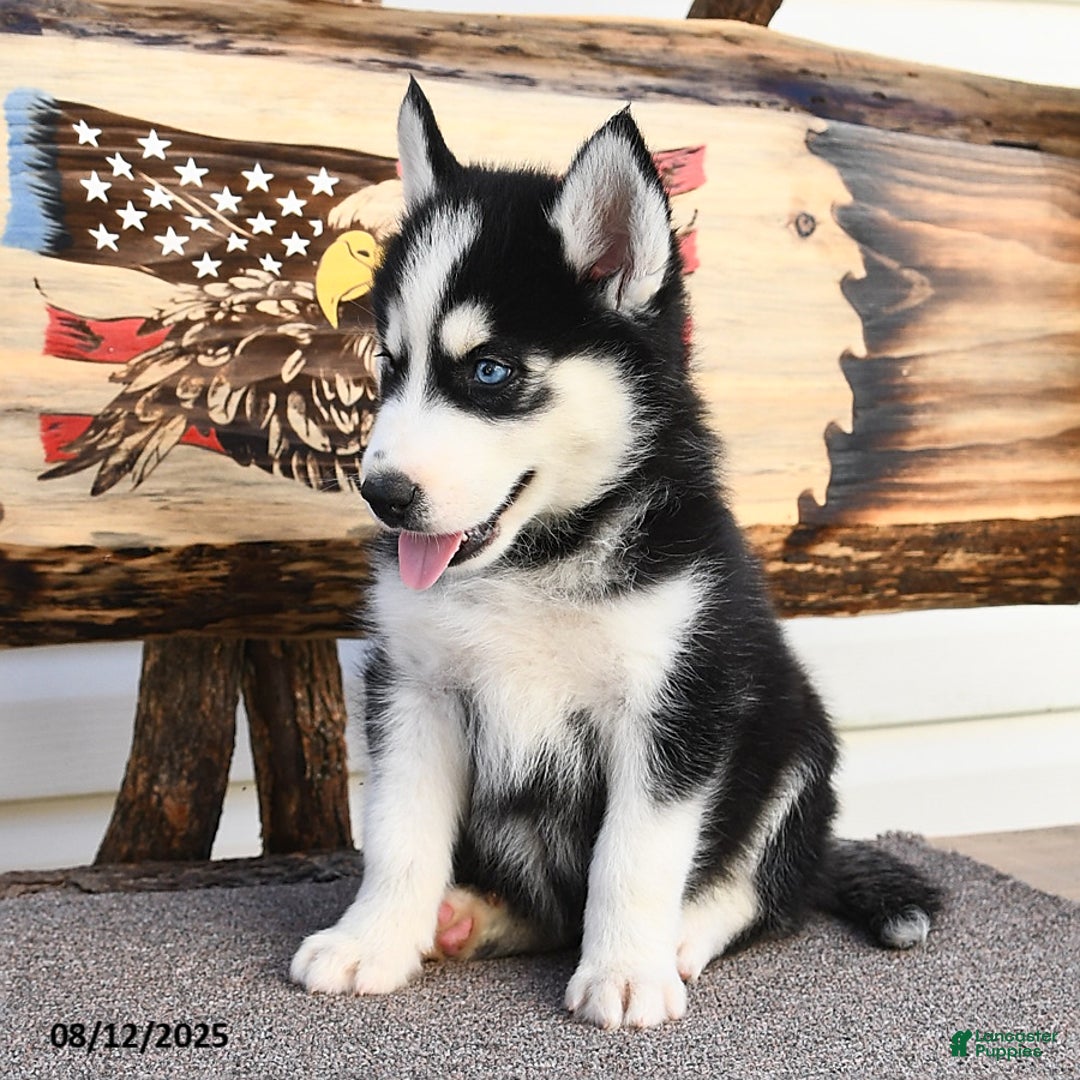 Siberian Husky dogs for sale: Rex - Image 2