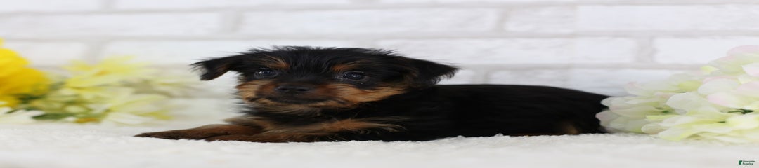 Jasper