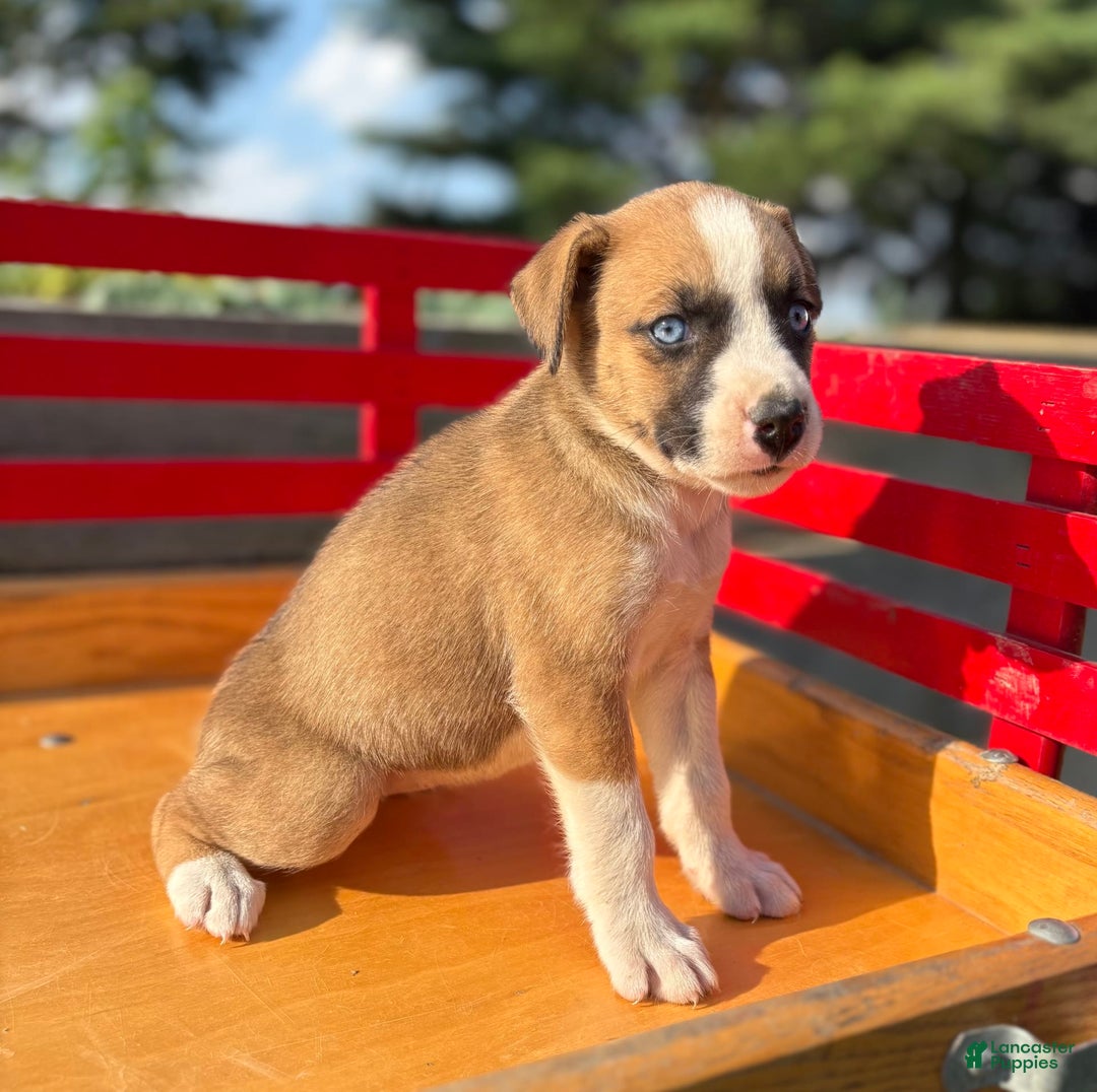 Boxer dogs for sale: Penny - Image 2