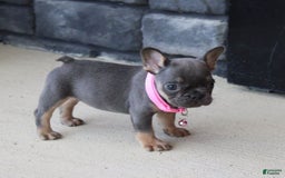 French Bulldog dogs for sale: Bridget - Image 3