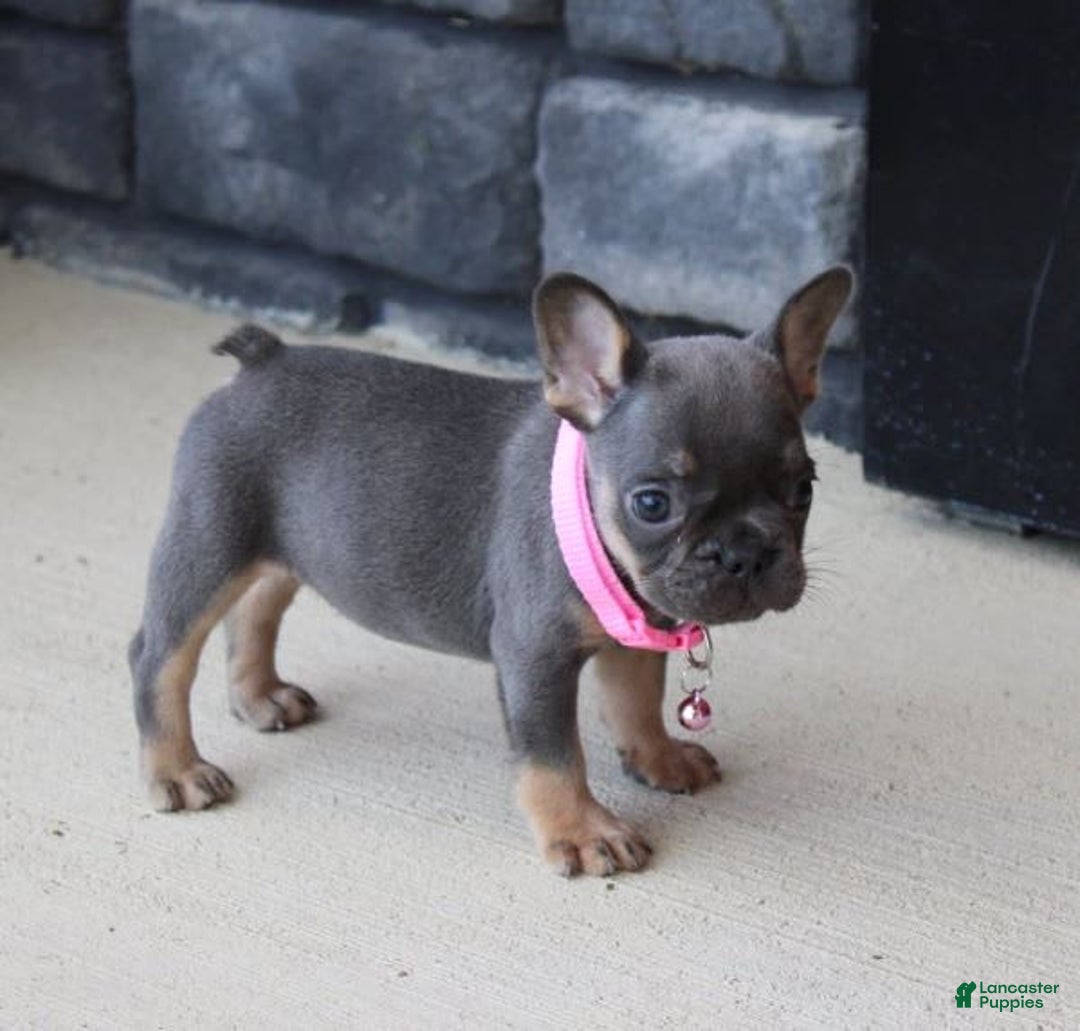French Bulldog dogs for sale: Bridget - Image 3