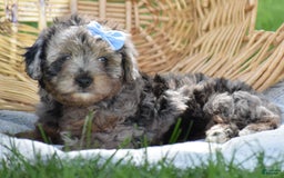 Yorkiepoo dogs for sale: Pluto - Image 7