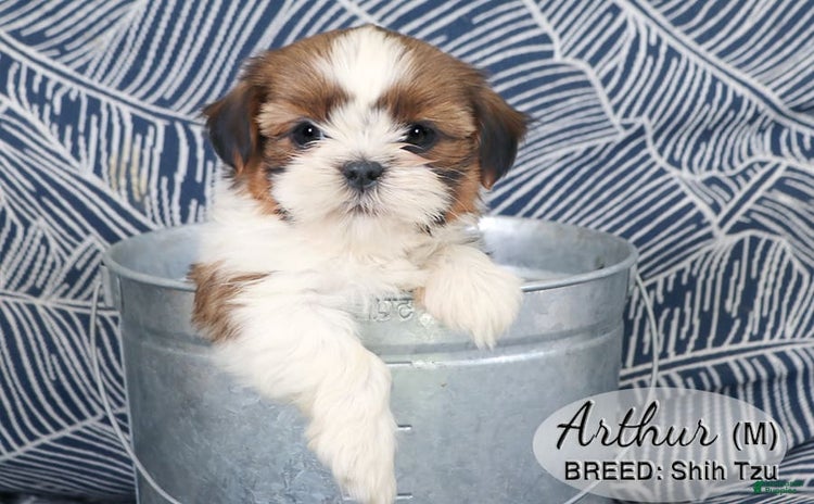 Shih Tzu dogs for sale - Ad 2