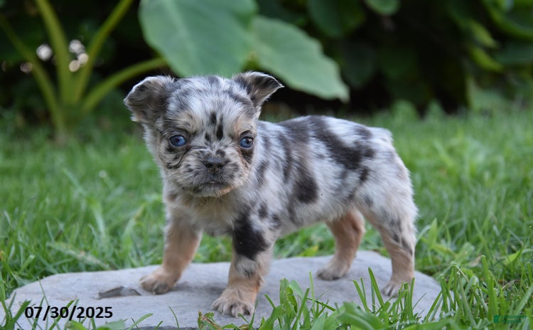 French Bulldog dogs for sale - Ad 3
