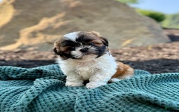 Shih Tzu dogs for sale: Ares - Image 2