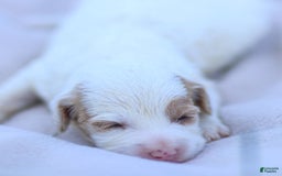 Goldendoodle dogs for sale: Odette - Image 12