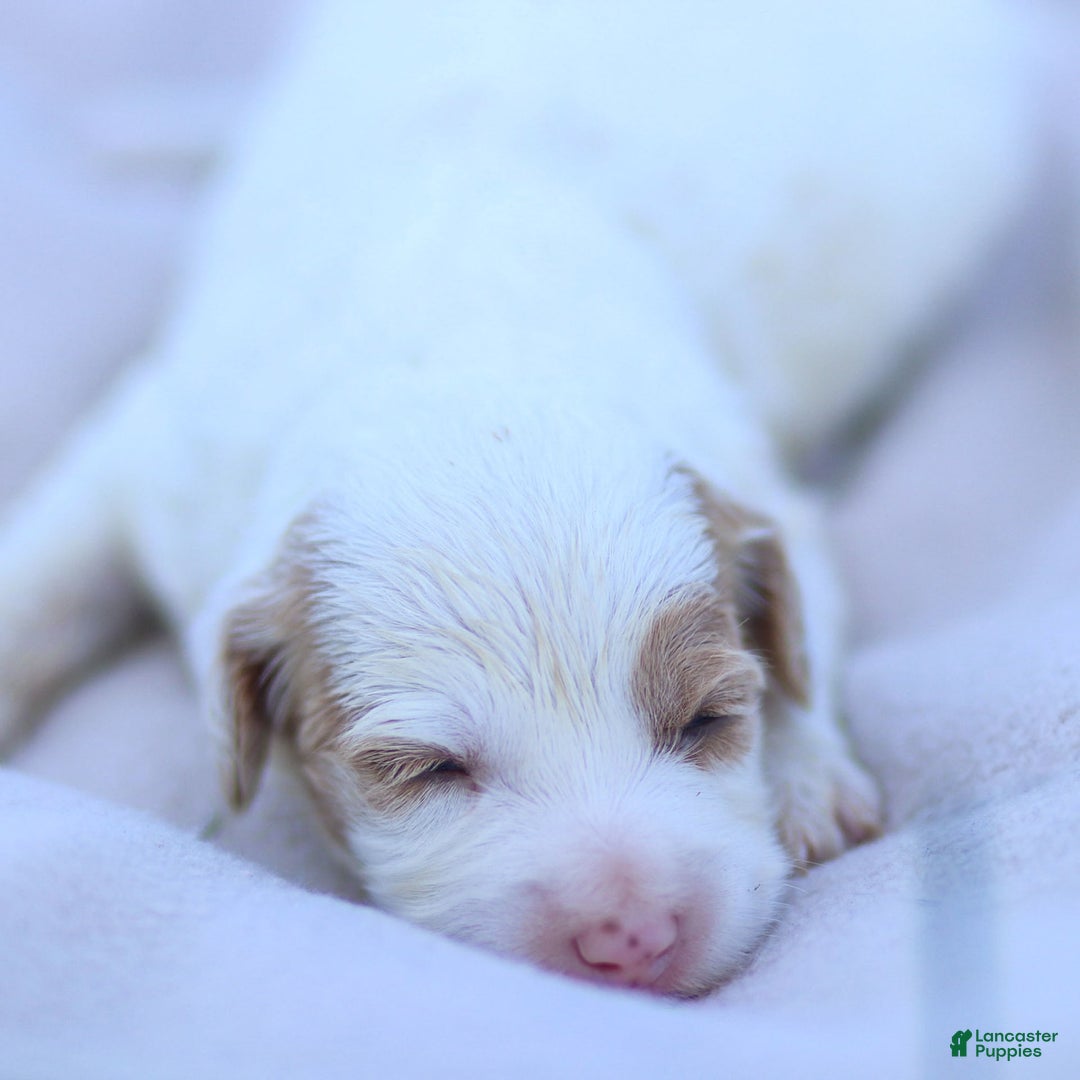Goldendoodle dogs for sale: Odette - Image 12