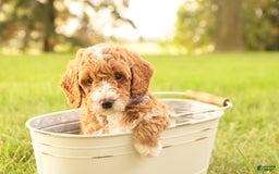 Mini Goldendoodle dogs for sale: Jet - Image 1