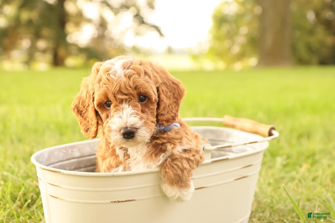 Mini Goldendoodle dogs for sale: Jet - Image 1