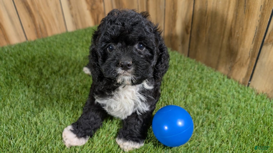 Cavapoo dogs for sale: Kaylee Boy - Image 8