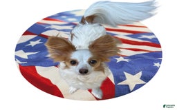 Papillon dogs for sale: Male Puppy 1 - Image 6