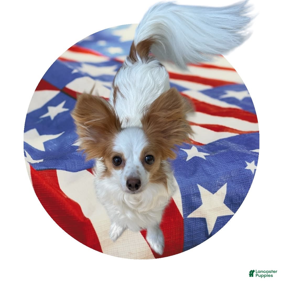 Papillon dogs for sale: Male Puppy 1 - Image 6