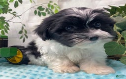 Shorkie dogs for sale: Little Milo - Image 12