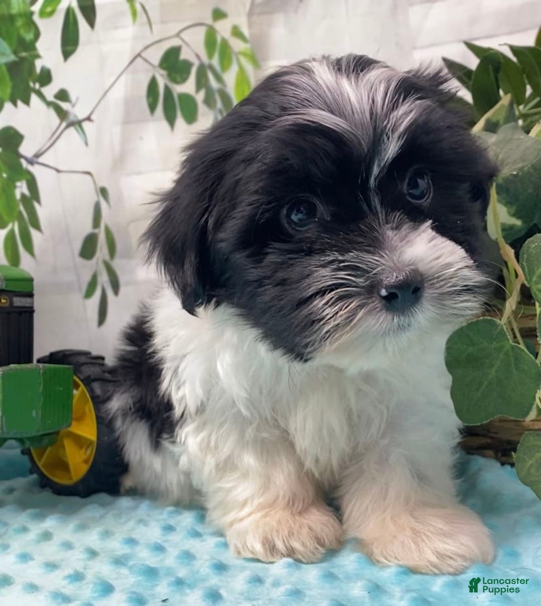 Shorkie dogs for sale: Little Milo - Image 12