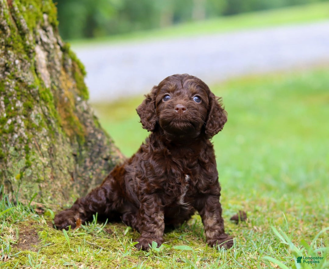 Cockapoo dogs for sale: Akira - Image 13