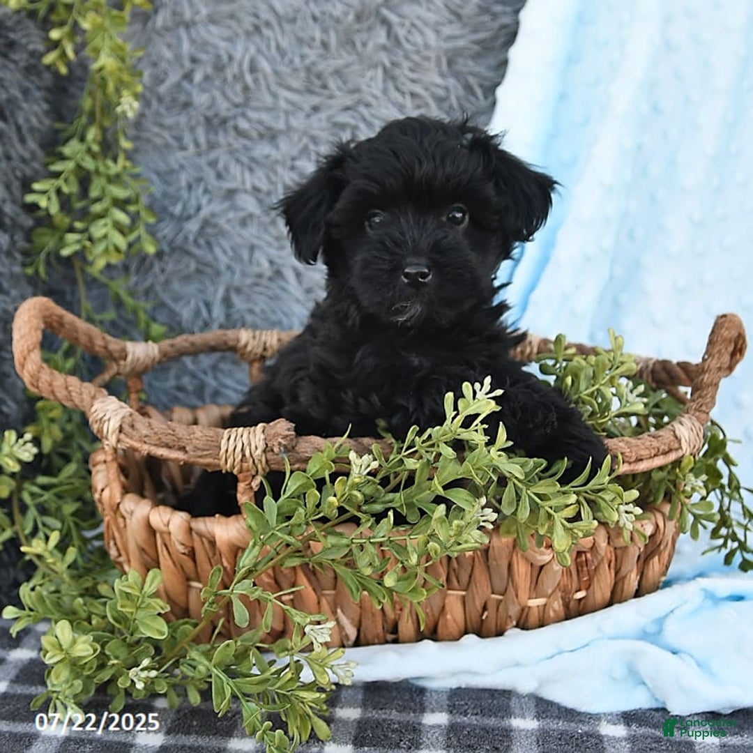 Havapoo dogs for sale: Brittany - Image 5