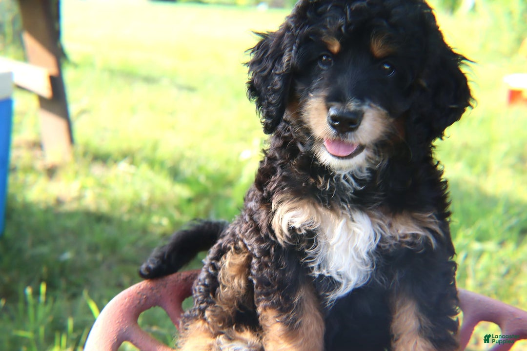 Mini Bernedoodle dogs for sale: Jasper - Image 6