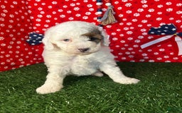 Miniature Poodle dogs for sale: Rowdy - Image 5