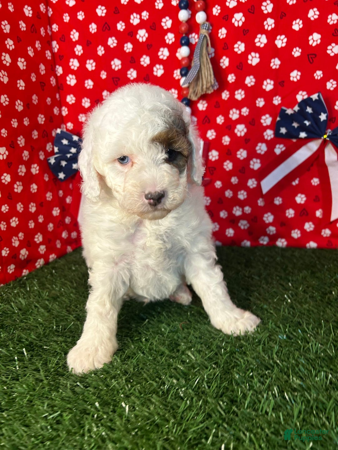 Miniature Poodle dogs for sale: Rowdy - Image 5