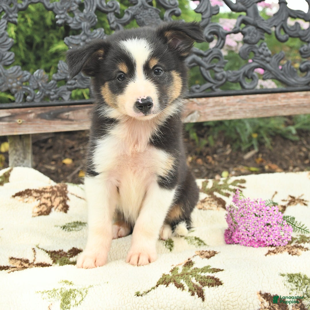 Miniature Australian Shepherd dogs for sale: Ranger - Image 1