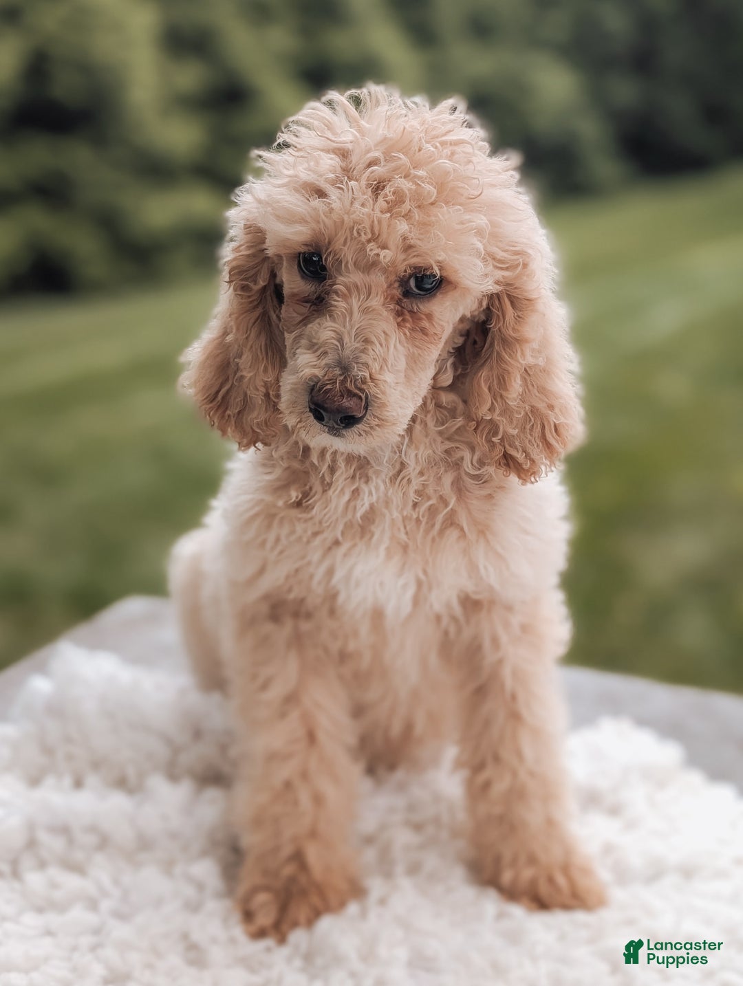 Standard Poodle dogs for sale: Chloe-moyen Poodle - Image 3