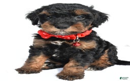 Cavapoo dogs for sale: Bubba - Image 1