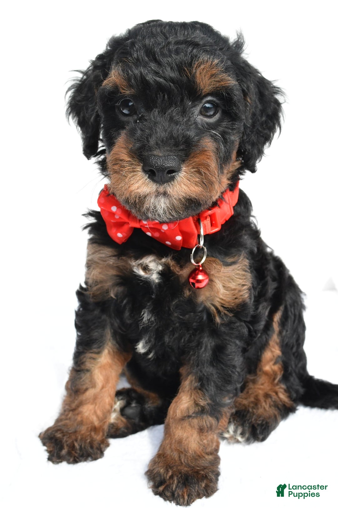 Cavapoo dogs for sale: Bubba - Image 1