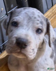 Louie - Blue Merle