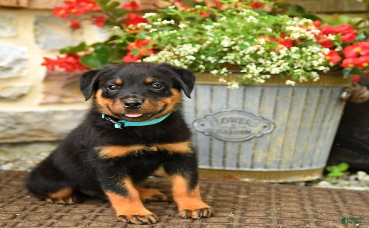 Rottweiler dogs for sale - Ad 5