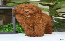 Miniature Poodle dogs for sale: Scotty - Image 13