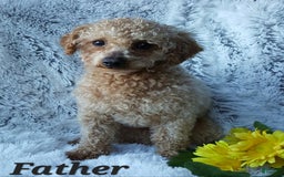 Shihpoo dogs for sale: Maverick - Image 12