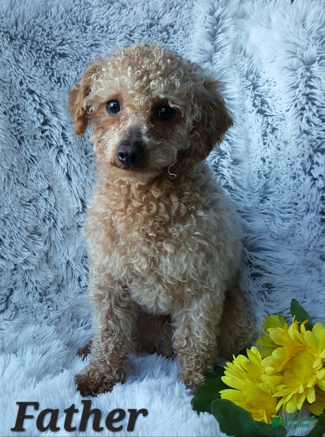 Shihpoo dogs for sale: Maverick - Image 12