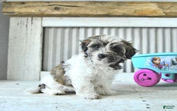 Maltipoo dogs for sale: Monroe - Image 2