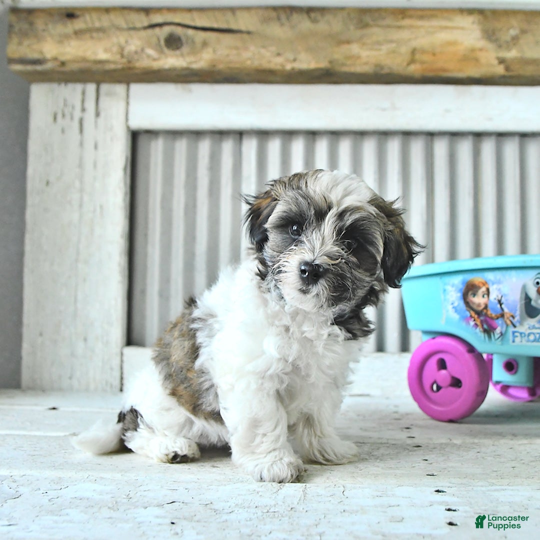 Maltipoo dogs for sale: Monroe - Image 2