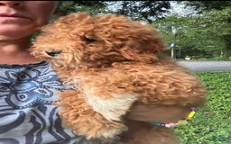 Cavapoo dogs for sale: Cooper - Image 12