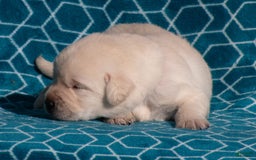 Labrador Retriever dogs for sale: Maddox - Image 5