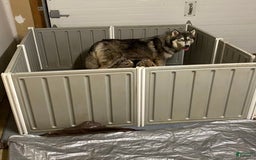 Siberian Husky dogs for sale: Maverick - Image 11