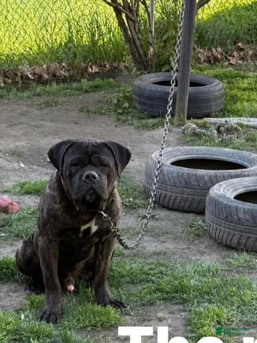 Cane Corso dogs for sale: Feisty - Image 4