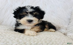 Mini Bernedoodle dogs for sale: Banana Split - Image 4