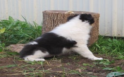 Collie dogs for sale: Annie - Image 4