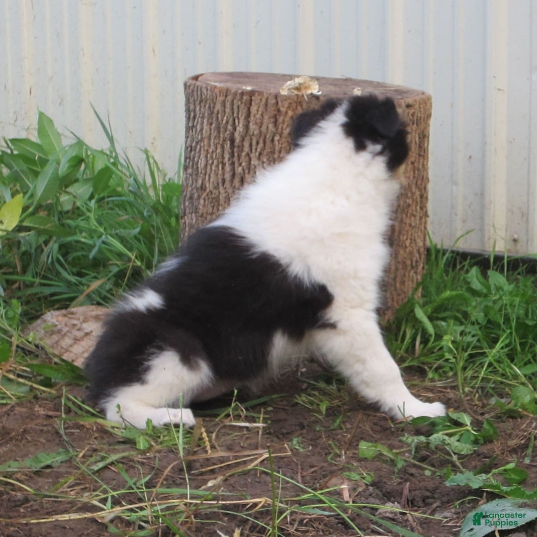 Collie dogs for sale: Annie - Image 4