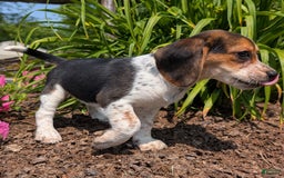 Beagle dogs for sale: Eclair - Image 6