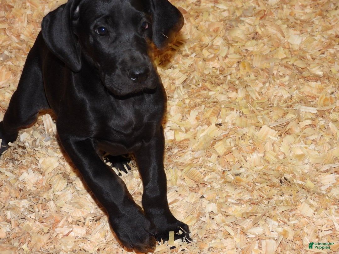 Great Dane dogs for sale: Storm - Image 32